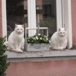 Die weissen Katzen vom Pont-blanc